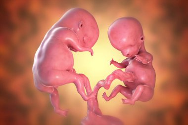 Tek plasentalı ikiz embriyolar, 3 boyutlu illüstrasyon. Erken fetal dönem, 8 - 16 hafta