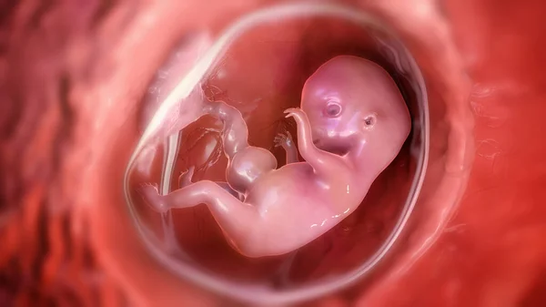 Embrião Humano Útero Ilustração Cientificamente Precisa Período Embrionário Semana Vista — Fotografia de Stock