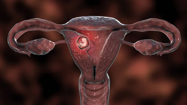 Human embryo in the uterus, scientifically accurate 3D illustration. Embryonic period, week 8