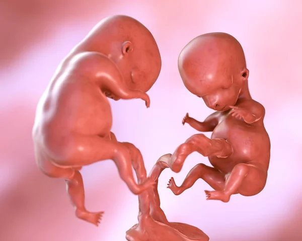 单胎盘的单酶体双胞胎胚胎 3D说明 胎儿早期 第8周 16周 有选择的重点 — 图库照片