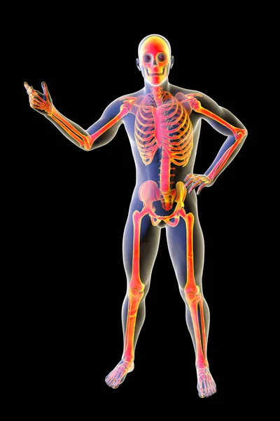 Corpo Umano Completo Con Scheletro Posa Altoparlante Vista Frontale Illustrazione — Foto Stock
