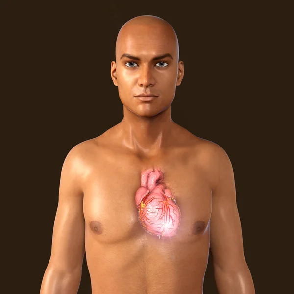 Human heart anatomy, 3D illustration. Concept of heart disease. Coronary artery disease, myocardial infarction. Post-Covid heart complications