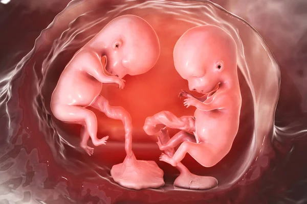 子宫中的单精子双胞胎 有独立的胎盘 3D插图 早期胎儿期 第8周 第16周 — 图库照片