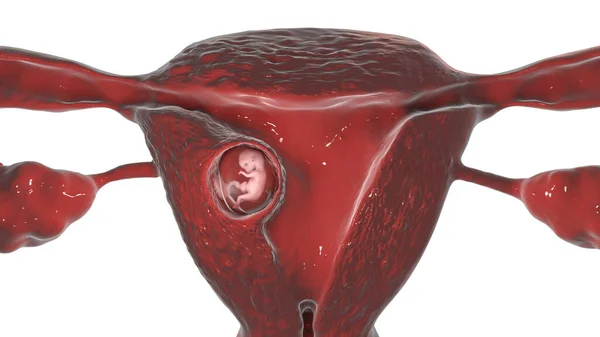 Человеческий Эмбрион Матке Научно Точная Иллюстрация Эмбриональный Период Неделя — стоковое фото