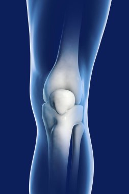 Diz anatomisi, yakın çekim, diz kapağı, kalça kemiği, kaval kemiği ve kaval kemikleri gösteren üç boyutlu illüstrasyon.