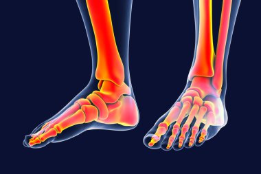 Ayak anatomisi. Ayak kemiklerinin tıbben doğru üç boyutlu çizimi