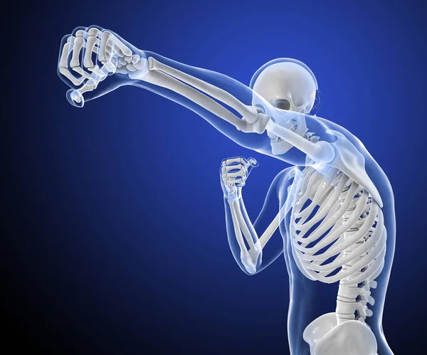 拳击运动的解剖 3D图解 男子身体处于拳击姿势 高韧带骨骼显示出拳击的骨骼活动 — 图库照片