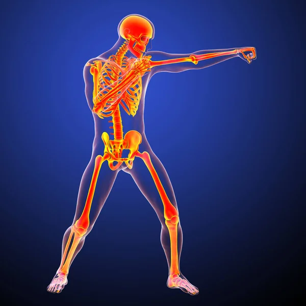 일러스트 권투의 신체는 권투의 골격근 활동을 — 스톡 사진