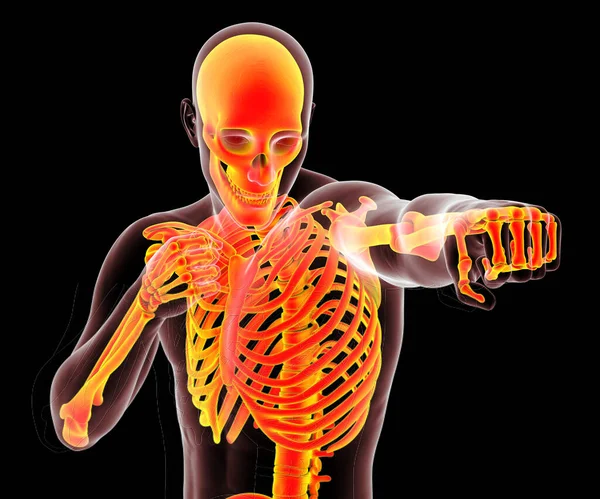 拳击运动的解剖 3D图解 男子身体处于拳击姿势 高韧带骨骼显示出拳击的骨骼活动 — 图库照片