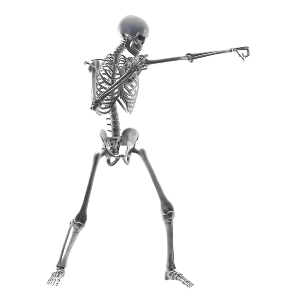 拳击运动的解剖 3D图解 人的骨骼在拳击位置上表现出骨骼活动 — 图库照片