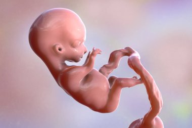 İnsan fetüsü, bilimsel olarak üç boyutlu çizim. Erken fetal dönem, 8 - 16 hafta