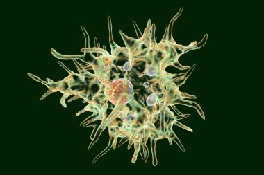 Acanthamoeba castellanii amieba, 3 boyutlu illüstrasyon. Amoeba tüm suda ve toprakta bulunur, özellikle lens takanlar arasında seratite neden olur.