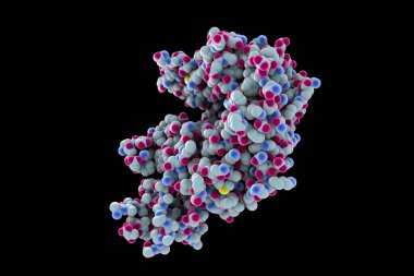 İnsan ACE2 reseptörü, 3 boyutlu illüstrasyon. Angiotensin Dönüştürme Enzimle İlgili Karboksipeptidaz, SARS-CoV-2 virüsü tarafından insan hücrelerine girmek için kullanılan bir zar proteini.