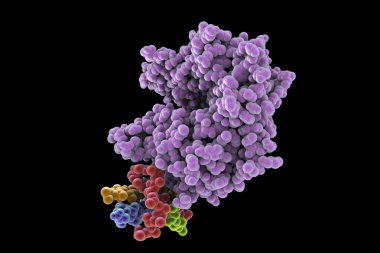 İnsan ACE2 reseptörü, 3 boyutlu illüstrasyon. Angiotensin Dönüştürme Enzimle İlgili Karboksipeptidaz, SARS-CoV-2 virüsü tarafından insan hücrelerine girmek için kullanılan bir zar proteini.