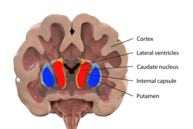 Sağlıklı bir beynin koronal bölümü bazal bademcik ve ventriküllerin normal anatomisini gösteriyor, 3 boyutlu illüstrasyon. Resmin etiketli sürümü