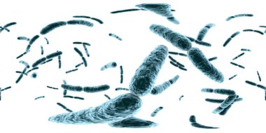 360 derece VR küresel bakteri panoraması Lactobacillus, 3 boyutlu illüstrasyon. Normal ince bağırsak florası, laktik asit bakterisi. Probiyotik bakteri