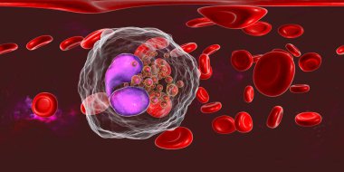 Eozinofili 360 derecelik küresel kan manzarası alyuvar hücreleriyle çevrili çoklu eozinofilleri gösteriyor.