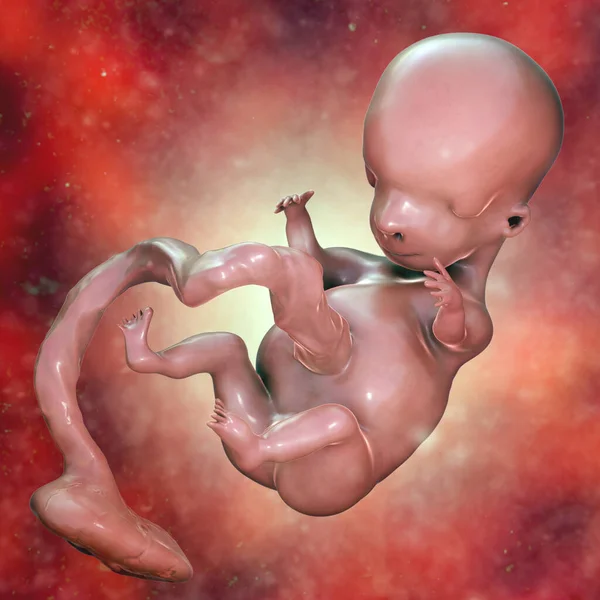 Ludzki Płód Naukowo Dokładna Ilustracja Wczesny Okres Płodowy Tydzień Tydzień — Zdjęcie stockowe