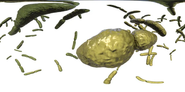 360 Grad Kugelpanorama Der Bakterien Lactobacillus Illustration Normale Dünndarmflora Milchsäurebakterien — Stockfoto