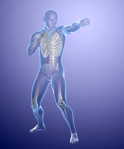 Boks Sporunun Anatomisi Boyutlu Illüstrasyon Boks Pozisyonunda Insan Vücudu Iskelet — Stok fotoğraf