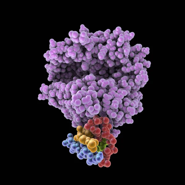 Récepteur Ace2 Humain Illustration Angiotensine Conversion Carboxypeptidase Enzymatique Une Protéine — Photo