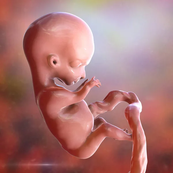 Ludzki Płód Naukowo Dokładna Ilustracja Wczesny Okres Płodowy Tydzień Tydzień — Zdjęcie stockowe