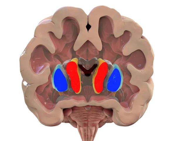 基底核および心室の正常な解剖学的構造を示す健康な脳の冠動脈セクション 3Dイラスト 画像のラベルなしバージョン — ストック写真
