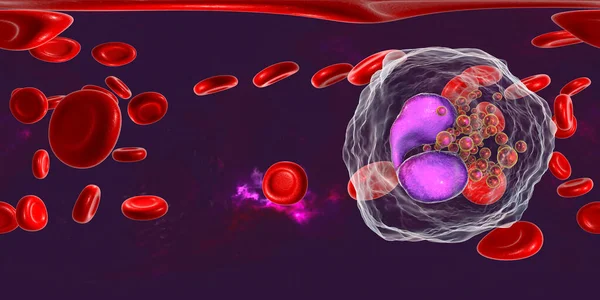 360度球面全景的嗜酸性粒细胞 一个白血球 在血液中 3D插图 嗜酸性粒细胞是参与过敏和哮喘的粒细胞 对多细胞寄生虫有保护作用 — 图库照片