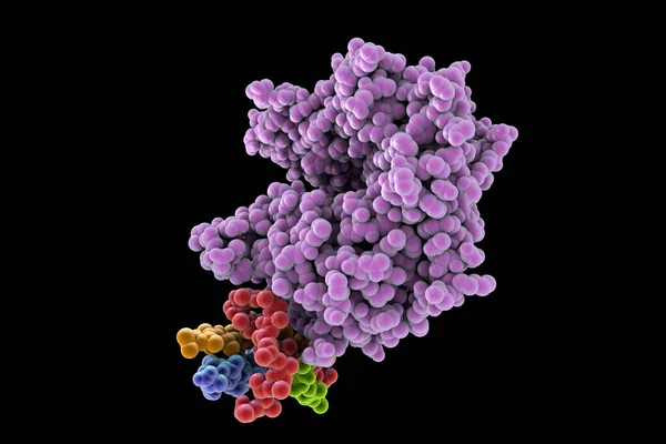 Human Ace2 Receptor Illustration Angiotensin Converting Enzyme Related Carboxypeptidase Membrane — Stock Photo, Image