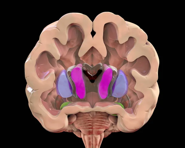 Coronal section of a healthy brain showing normal anatomy of basal baglia and ventricles, 3D illustration