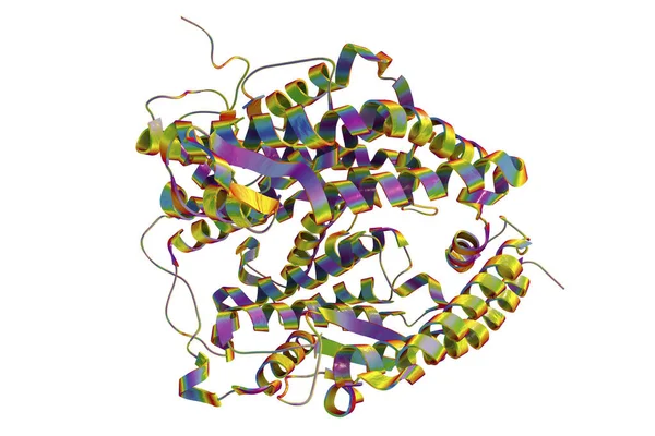 人类Ace2受体 3D插图 血管紧张素转化酶相关羧酸酶 Sars Cov 2病毒用于人体细胞的膜蛋白 — 图库照片