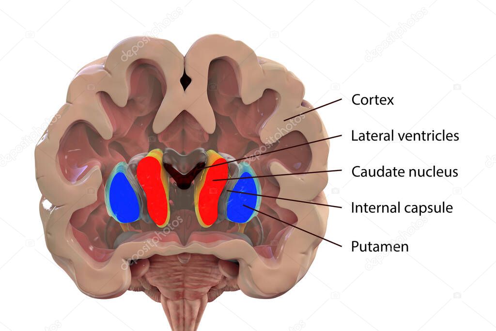 Coronal section of a healthy brain showing normal anatomy of basal baglia and ventricles, 3D illustration. Labelled version of the image