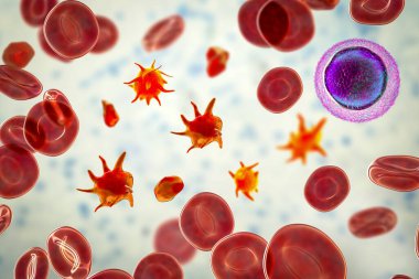 Platelets in blood smear, 3D illustration. Activated and non-activated platelets, red blood cells and lymphocyte in blood clipart