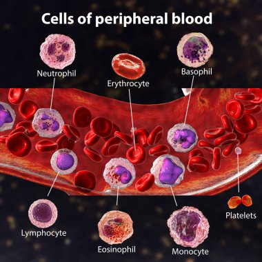 Kan akışı. 3 boyutlu çizimler farklı kan hücreleri, eritrositler, nötrofil, monosit, basophil, eosinophil, lenfosit ve trombosit türlerini gösteriyor. Etiketlenmiş resim