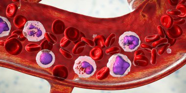 Kan akışı. 3 boyutlu çizimler farklı kan hücreleri, eritrositler, nötrofil, monosit, basophil, eosinophil, lenfosit ve trombosit türlerini gösteriyor.