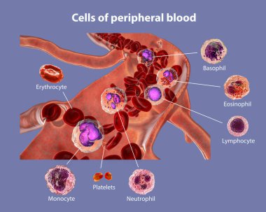 Blood flow. 3D illustration showing different types of blood cells, erythrocytes, neutrophil, and other. Labelled image clipart