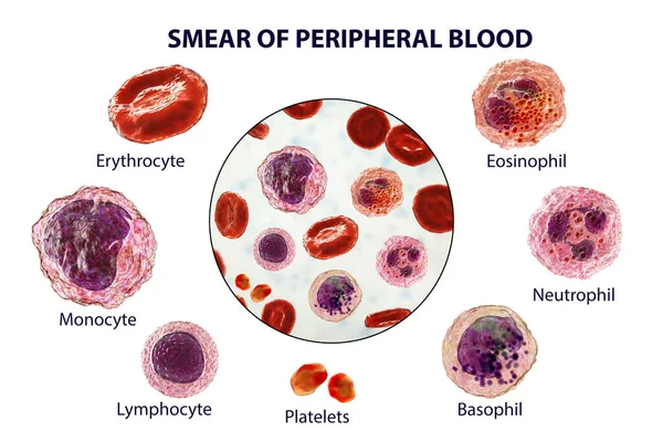 Mear Periferní Krve Ilustrace Zobrazující Různé Typy Krvinek Erytrocyty Neutrofilů — Stock fotografie