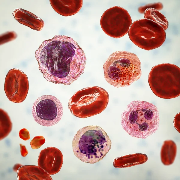 Smear Van Perifeer Bloed Illustratie Met Verschillende Typen Bloedcellen Erytrocyten — Stockfoto