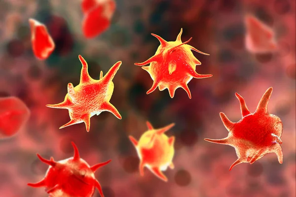 Activated and non-activated platelets, thrombocytes, 3D illustration. Activated thrombocytes have cell membrane projections on the surface, unactivated platelets are biconvex discoid, or lens-shaped