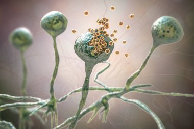 Rhizopus küfü, ayrıca ekmek küfü ve siyah mantar olarak da bilinir, 3D çizim. Deri, burun sinüsleri, beyin ve akciğerleri kapsayan mukoza neden olan fırsatçı mantarlar. Covid-19 'un Karmaşıklığı