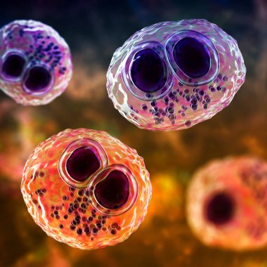 Cytomegalovirus CMV in a human cell, owl's eye inclusion in nucleus, multinucleated cell, 3D illustration. It is herpes virus, causes diseases in fetus, organ transplant patients, HIV infected people clipart
