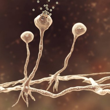 Rhizopus küfü, ayrıca ekmek küfü ve siyah mantar olarak da bilinir, 3D çizim. Deri, burun sinüsleri, beyin ve akciğerleri kapsayan mukoza neden olan fırsatçı mantarlar. Covid-19 'un Karmaşıklığı