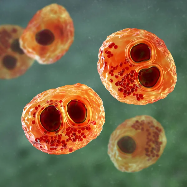 Citomegalovirus Cmv Una Célula Humana Inclusión Ocular Búho Núcleo Célula — Foto de Stock