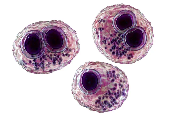 Cytomégalovirus Cmv Dans Une Cellule Humaine Inclusion Oeil Hibou Dans — Photo