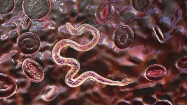 Kanda Brugia malayısı, yuvarlak solucan nematodu, lenfatik filariazisin nedensel etkenlerinden biri, 3 boyutlu illüstrasyon