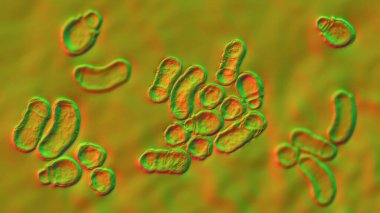 Mantar Malassezia furfur hücreleri mikroskop altında, 3 boyutlu illüstrasyon. Deri yüzeylerinde bulunur ve kepek, seborotik dermatit ve tinea versicolor ile de ilişkilendirilir.