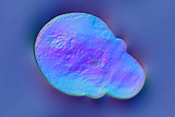 Hongo Malassezia Furfur Cell Bajo Microscopio Ilustración Encuentran Las Superficies — Foto de Stock