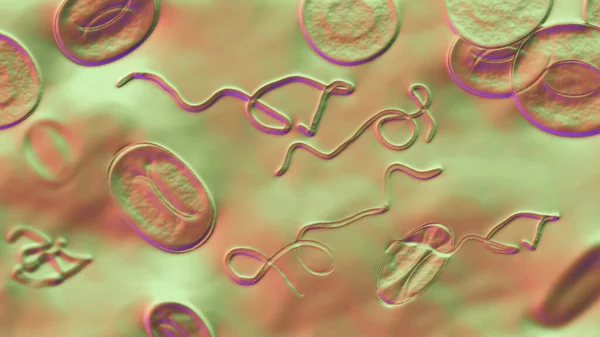 Борелія Бактерії Крові Ілюстрація Засіб Від Хвороб Лайма Рецидиву Гарячки — стокове фото