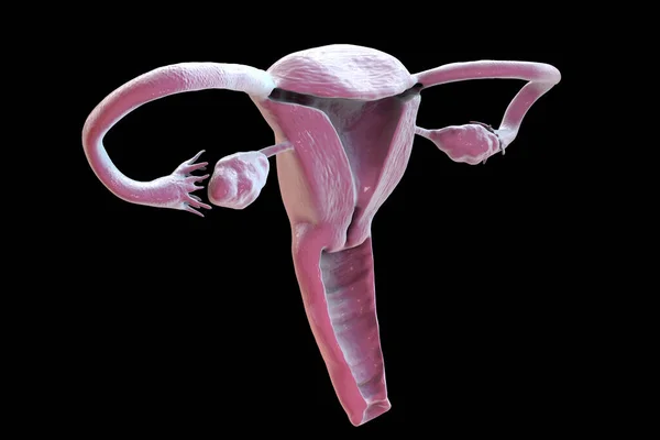 Anatomy of female reproductive system isolated on black background, 3D illustration