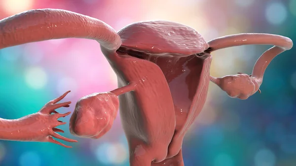 Női Reproduktív Rendszer Anatómiája Illusztráció — Stock Fotó
